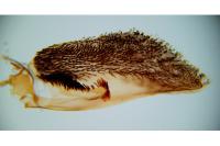 Pyropteron leucomelaenum