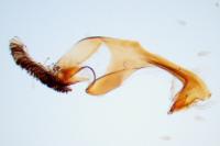 Pyropteron leucomelaenum