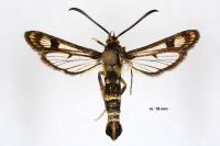 Chamaesphecia empiformis