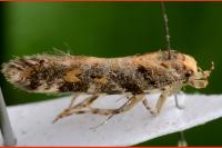 Aristotelia decoratella