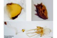 Aristotelia decoratella