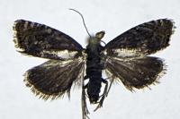 Dichrorampha petiverella