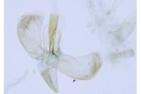 Caloptilia falconipennella