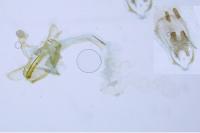 Coleophora virgaureae