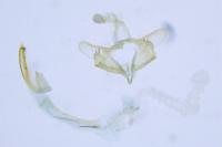 Coleophora virgaureae