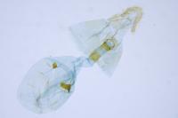 Notocelia tetragonana