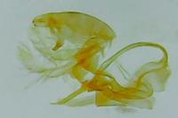 Aproaerema anthyllidella
