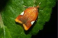 Acleris holmiana