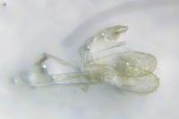 Monopis laevigella