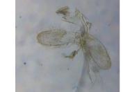 Monopis laevigella