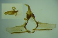 Cnephasia alticolana
