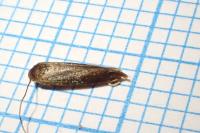 Mompha epilobiella