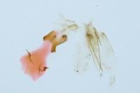 Mompha epilobiella