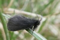 Epichnopterix sieboldii