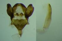 Epichnopterix sieboldii