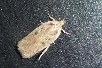 Agonopterix scopariella