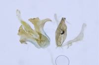 Aproaerema cinctella
