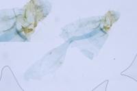 Parornix devoniella