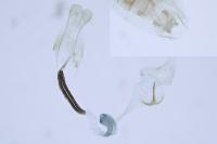 Coleophora potentillae