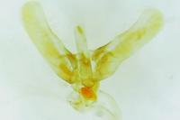 Elachista argentella