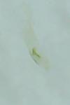 Adaina microdactyla