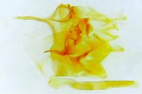 Nemapogon ruricolellus