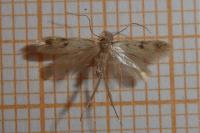 Borkhausenia nefrax