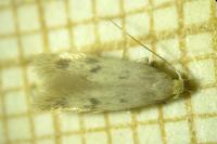 Borkhausenia nefrax