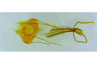 Coleophora therinella
