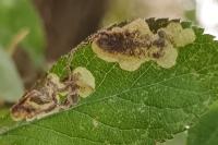 Stigmella plagicolella