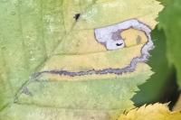 Stigmella carpinella