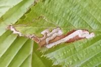 Stigmella carpinella