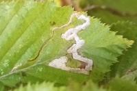 Stigmella carpinella