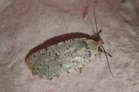 Agonopterix adspersella