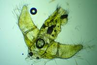 Agonopterix adspersella