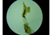 Agonopterix adspersella