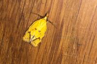 Agapeta hamana