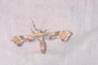 Cnaemidophorus rhododactylus
