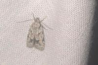 Symmoca signatella