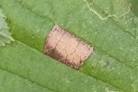 Parornix devoniella