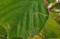 Stigmella microtheriella
