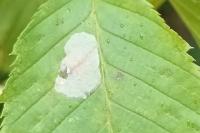 Phyllonorycter esperella
