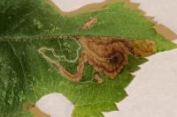 Stigmella malella