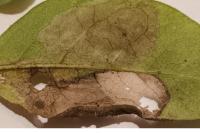 Phyllonorycter emberizaepenella