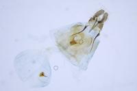 Dichrorampha aeratana