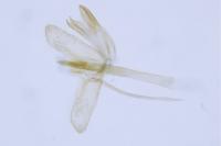 Monopis crocicapitella