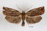 Archips oporana