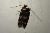 Oegoconia