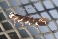 Vulcaniella fiordalisa