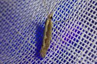 Plutella xylostella